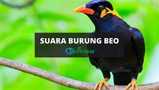 Download Suara Binatang Malam