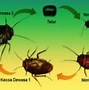 Jangkrik Termasuk Metamorfosis Apa